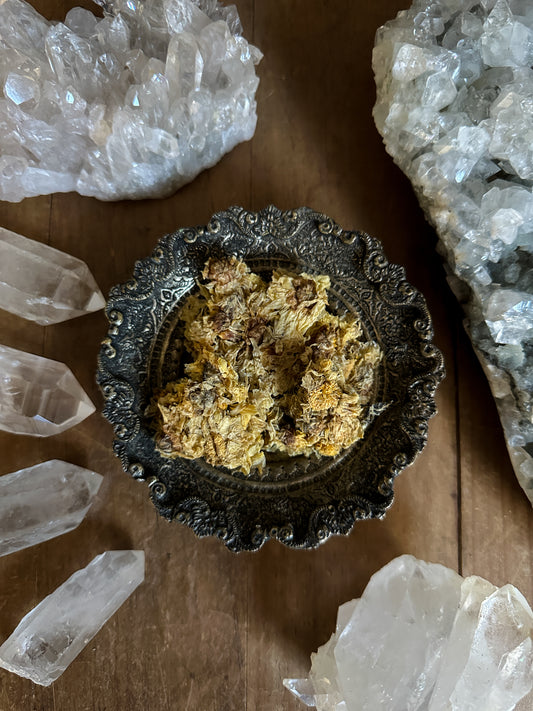 Dried Chrysanthemum Flowers, ritual herbs and flowers. Perfect for rituals, spell jars and witchy brews. 